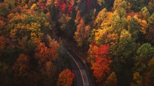 1920x1080 aerial photo of fall leaves and a road going into the woods