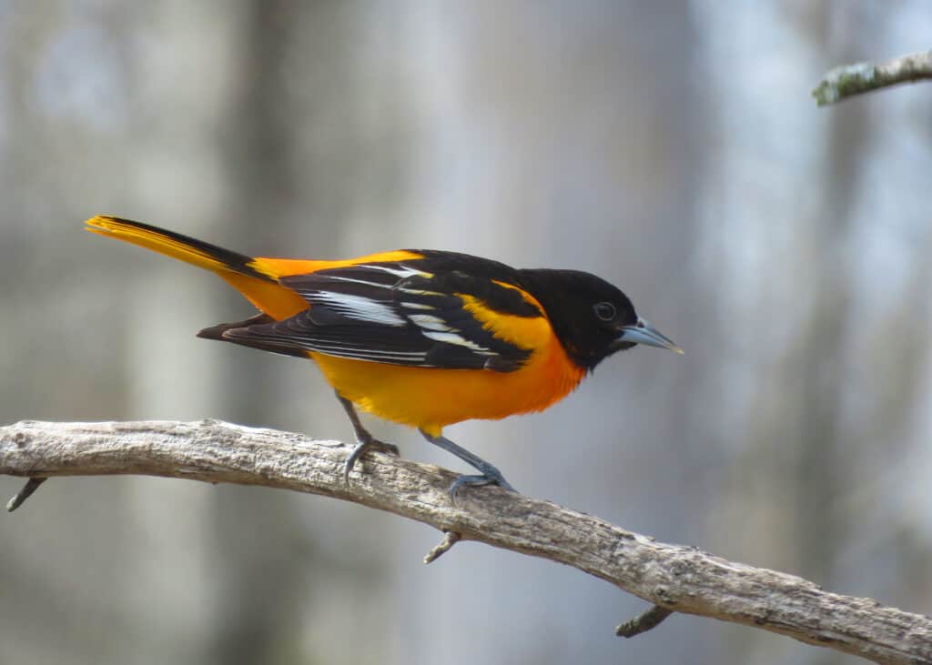 Photo of black and bright orange Baltimore Oriole bird sitting on a tree branch with blurred woods in the background