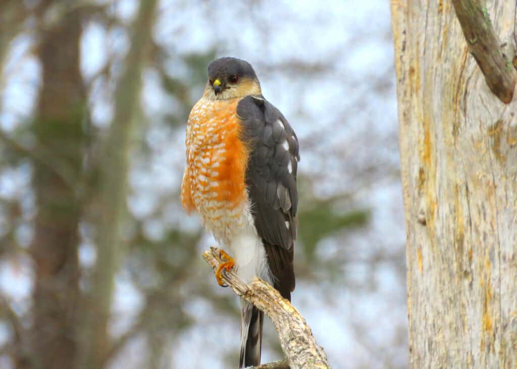 Photo of large black, white, and orange Sharp-shinned Hawk bird sitting on a tree branch with blurred woods in the background