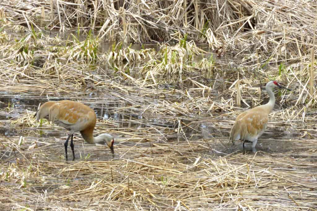 Photo of two large tan Sandhill Cranes walking through a swamp surrounded by cattails and water