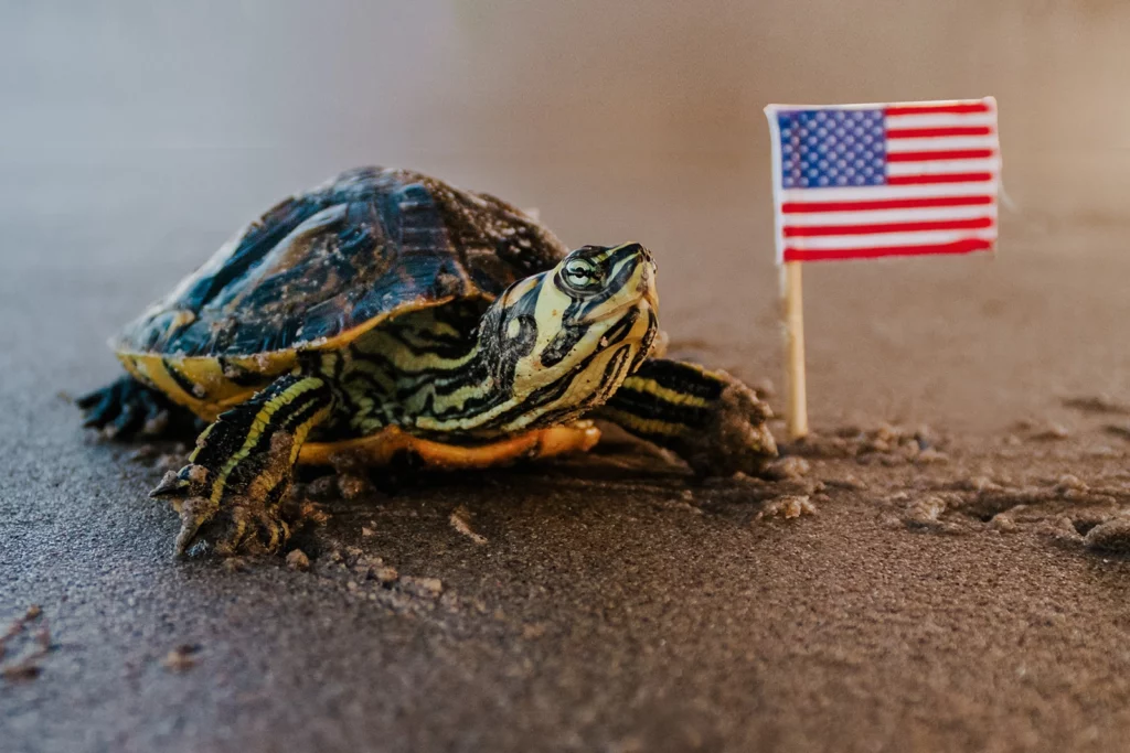 Turtle in the sand next to a tiny American Flag