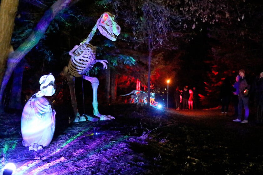 Photo of the Haunted Trail at the Northland Arboretum showing a family looking at large dinasour statues at night
